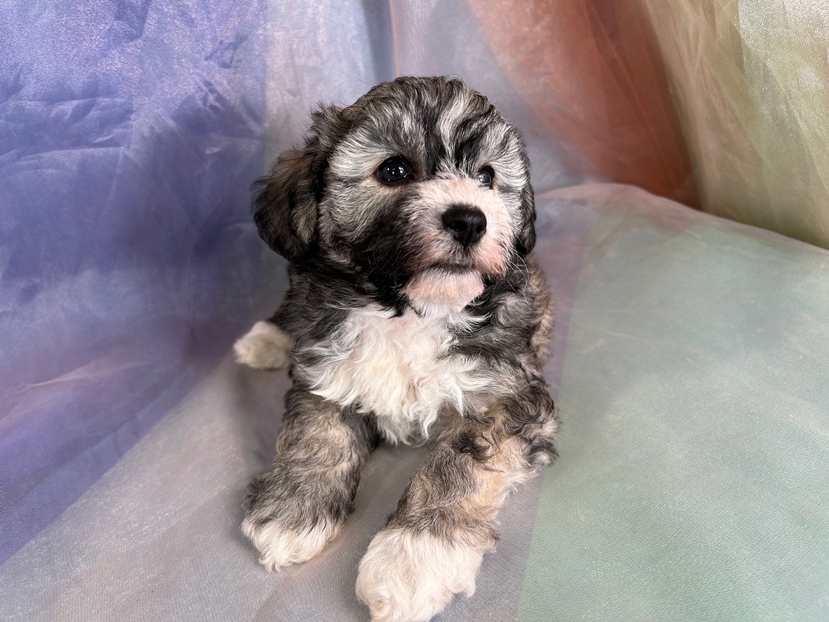 Male F1 Mega Coat Schnoodle Puppy for Sale DOB 10-20-2023 $1200